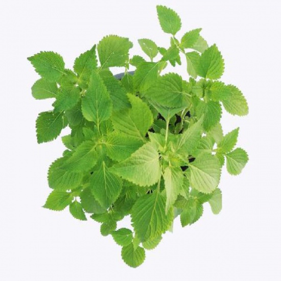 Rau kinh giới tươi, an toàn VietGAP